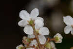 Small-leaf arrowwood